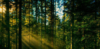 Мостиський парк став заповідником