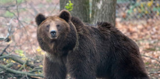 Ведмежий Притулок Домажир
