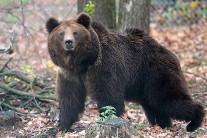 Ведмежий Притулок Домажир