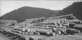 Вирубка лісу. Сколе, 1930-ті рр.