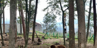 На Львівщині у ведмежому притулку «Домажир» проведуть «гарбузові вихідні»