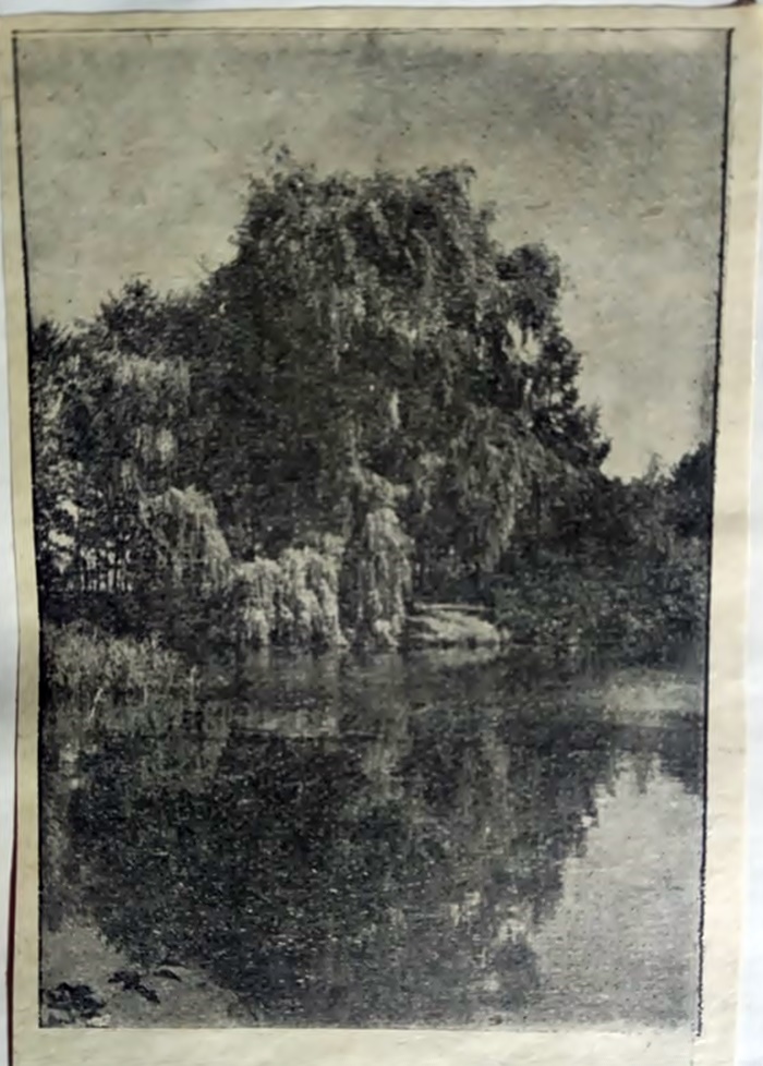 Я.Савка. Верба. Фото, що зайняло ІІІ місце на Першій виставці української аматорської фотографії у Львові, 1930 р.