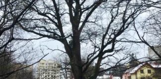 Пам'ятка природи дуб