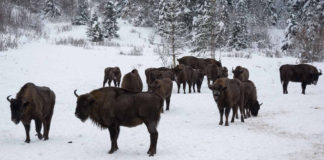 Зубри в "Сколівських Бескидах"