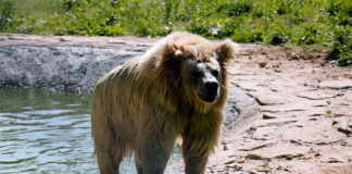 Найстарша ведмедиця Христина у притулку "Домажир"