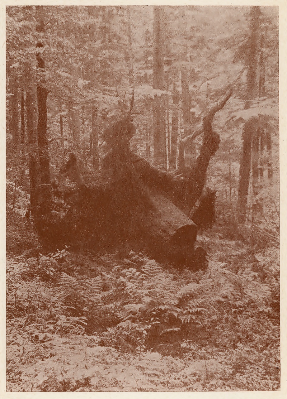 Ст. Дмоховський. Смерть велита. Каталог ІІ виставки української аматорської фотоґрафіки у Львові, 1931 р. (збірка Львівського Фотомузею)