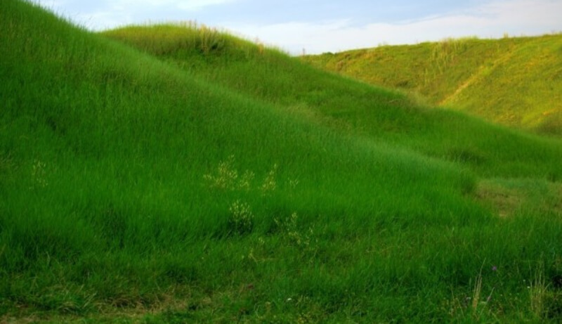 Усі відтінки зеленого