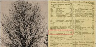 10 цікавих фактів про Череху клепарівську