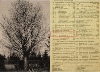 10 цікавих фактів про Череху клепарівську