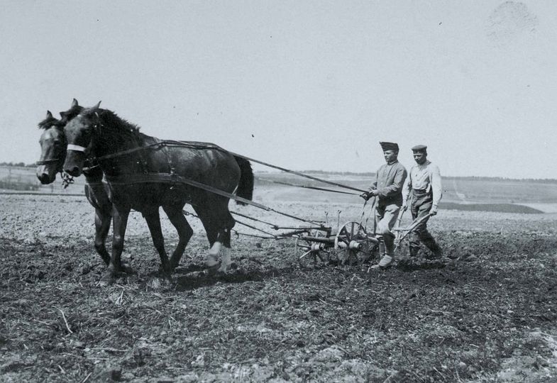 Солдати на польових роботах, Галичина, 1917 р.