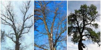 Десять найвідоміших дерев Львівщини, які варта побачити на власні очі