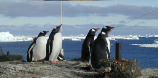 Троє львів'ян вирушать у експедицію до Антарктиди