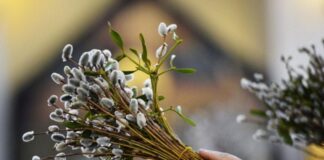 Верба, баська, котики