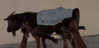 "Цап за голос" - у Львові покажуть фестивальне документальне кіно