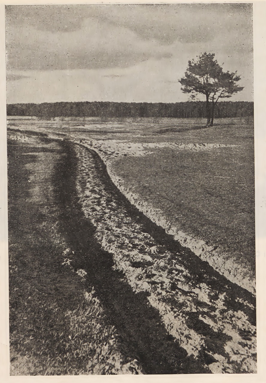 Василь Пронь «Пільна доріжка».