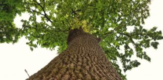 Маловідомий трьохсотлітній дуб у Львові