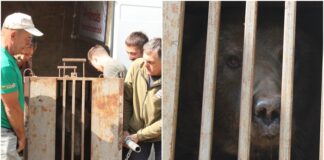 Евакуйований ведмідь Бахмут