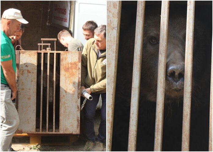 Евакуйований ведмідь Бахмут Евакуйований ведмідь Бахмут