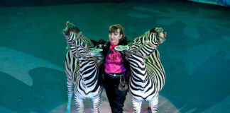 Артистка-дресувальниця Лілія Джосан зі своїми зебрами на арені Львівського цирку