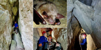 Печера “Мамонтова-Когутя” коло Львова, де цілий рік можна побачити кажанів Печера "Мамонтова-Когутя" коло Львова, де цілий рік можна побачити кажанів