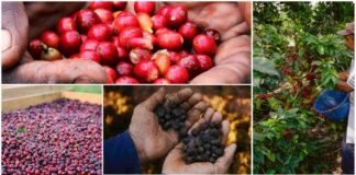 5 найдорожчих сортів кави у світі