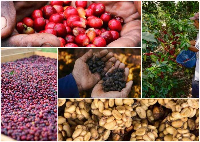 5 найдорожчих сортів кави у світі