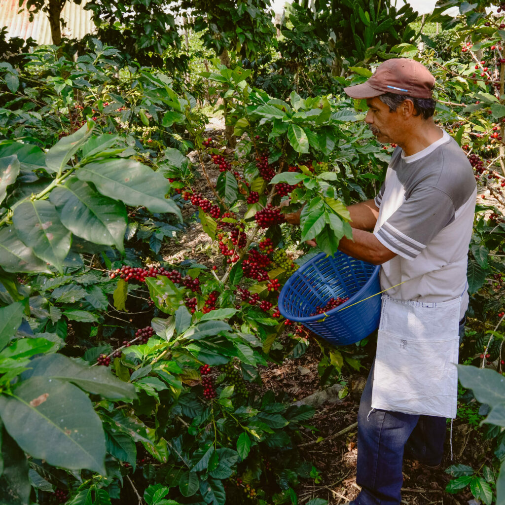 Finca El Injerto Coffee