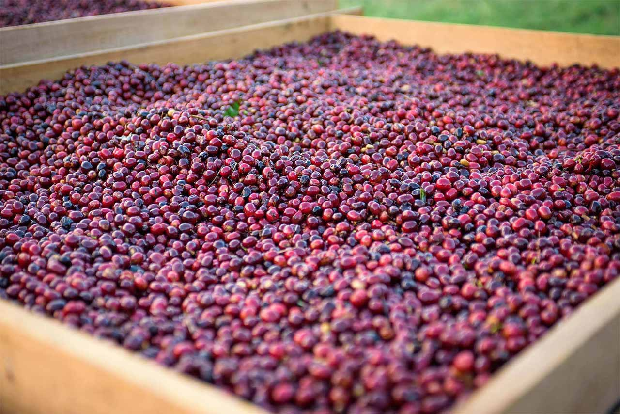 Hacienda La Esmeralda Geisha