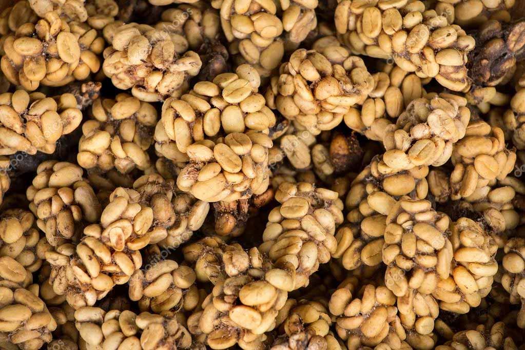 Kopi Luwak