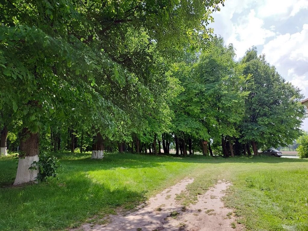 На місці, де колись стояв палац, тепер шумлять старі дерева