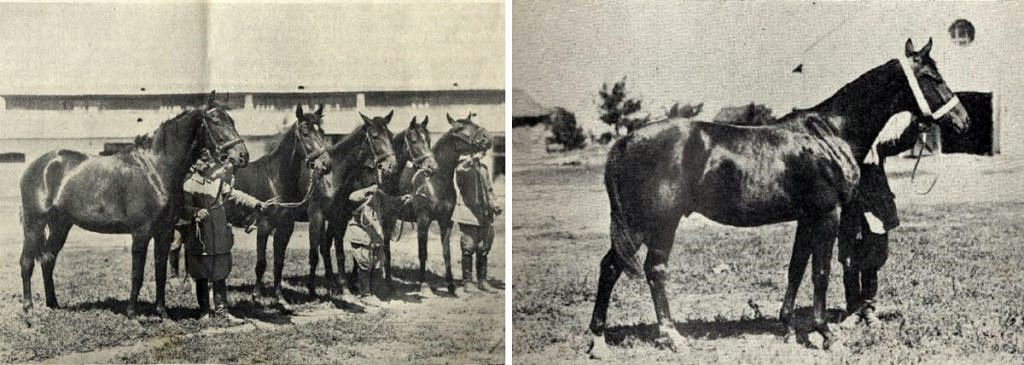 Виставка коней в Луцьку, 1933 рік. Коні графа Олександра Лєдуховського зі Смордви 