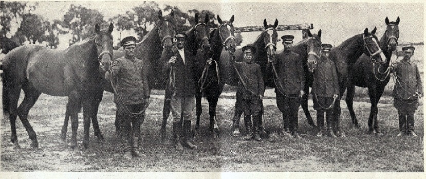Коні графа Лєдуховського зі Смордви – золоті призери виставки в Луцьку 1935 року