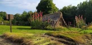 У заповіднику «Давній Пліснеськ» вирощують сільськогосподарські культури, як 1000 років тому