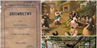 Де були найбільші квіткові теплиці Львова та як вони виглядають сьогодні