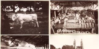 Крайова рільничо-промислова виставка у Львові, 1877 р.