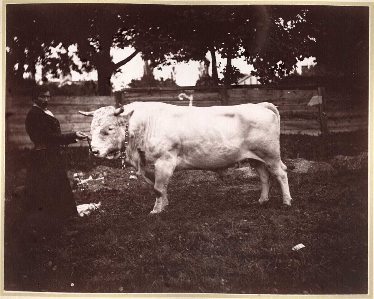 Крайова рільничо-промислова виставка у Львові, 1877 р.