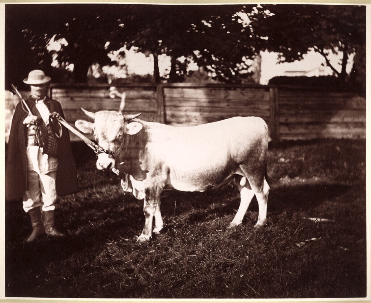 Крайова рільничо-промислова виставка у Львові, 1877 р.