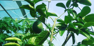 Бананова ферма в Липниках