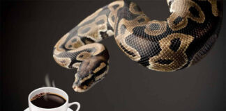 Кава з... удавом