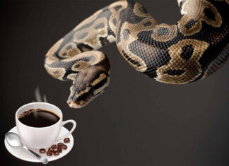 Кава з... удавом