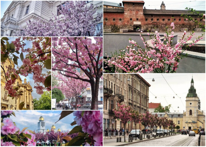 Незабаром у Львові зацвітуть сакури. Де шукали локації для фотосесій
