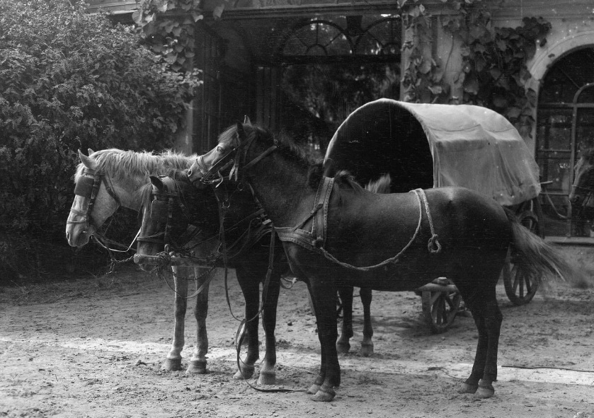 с. Неслухів, 18 серпня 1915 р.