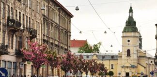 Сакури біля церкви святої Анни у Львові