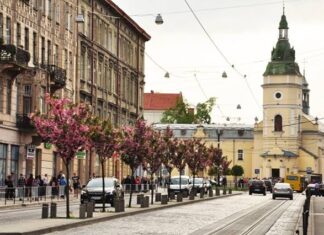 Сакури біля церкви святої Анни у Львові