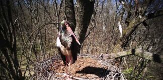 На Львівщині створили першу охоронну зону для збереження та захисту рідкісних птахів