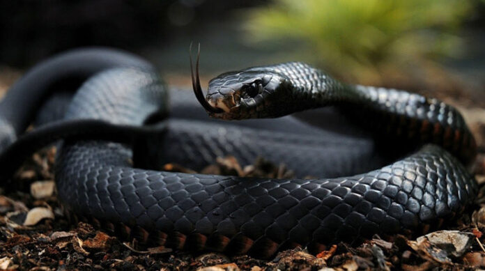Чорна Мамба