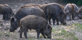Дикі кабани