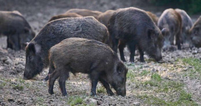 Дикі кабани