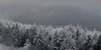 Сніг на Львівщині © ДПСУ