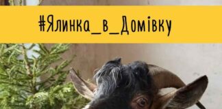 Хвойний «кейтеринг» для копитних: у Львові збирають ялинки для врятованих тварин